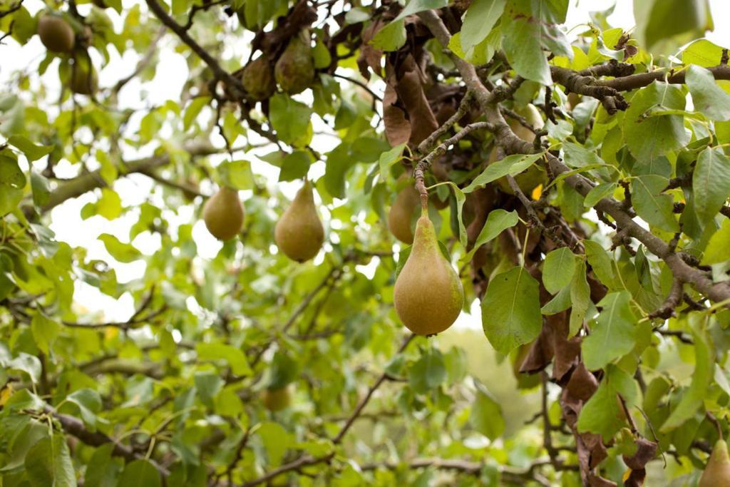 Hindlip The Pear Tree Inn & Country Hotel מראה חיצוני תמונה